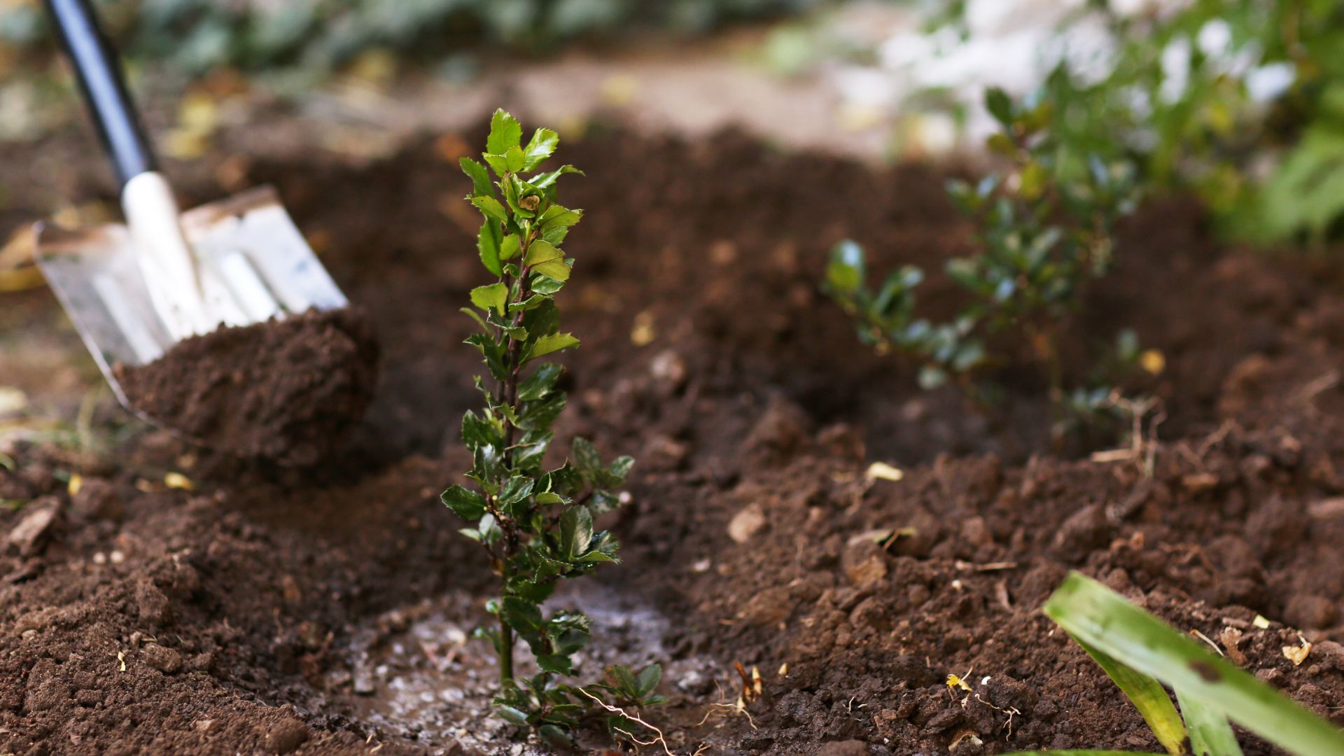 241-Billeder i mails og artikler (1920 × 1080px) (96).jpg