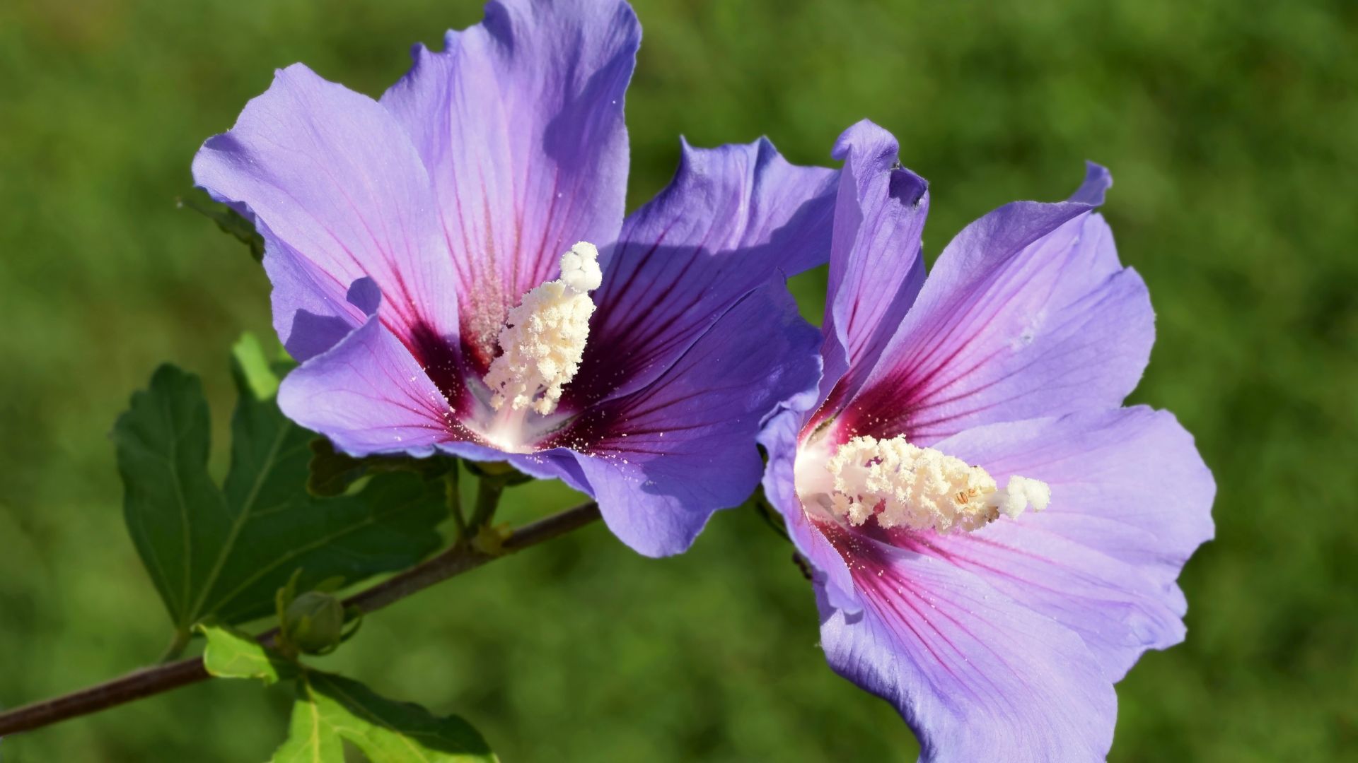 245-Billeder i mails og artikler (1920 × 1080px) - 2023-07-18T105831.852.jpg