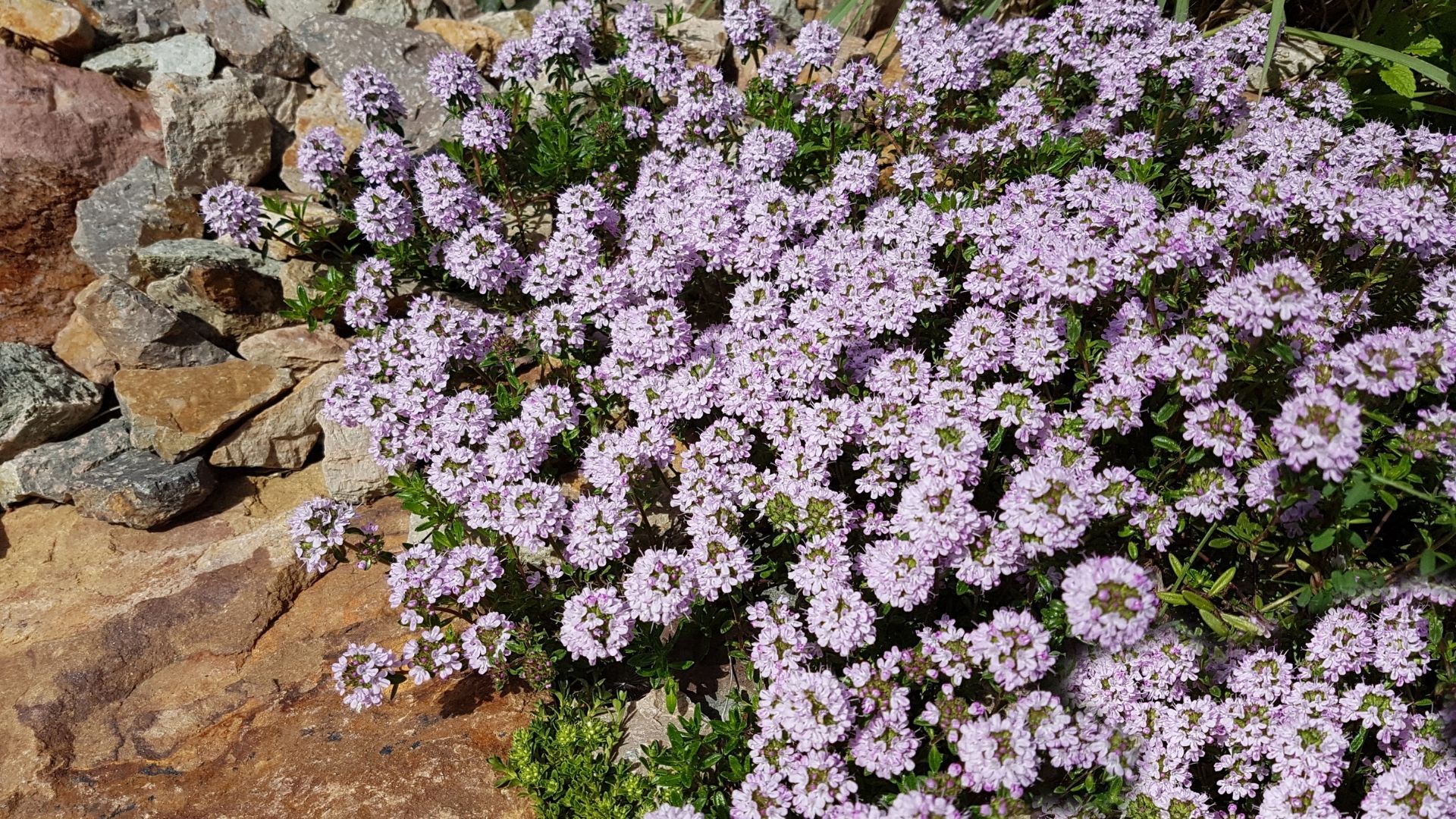 248-Billeder i mails og artikler (1920 × 1080px) (67).jpg