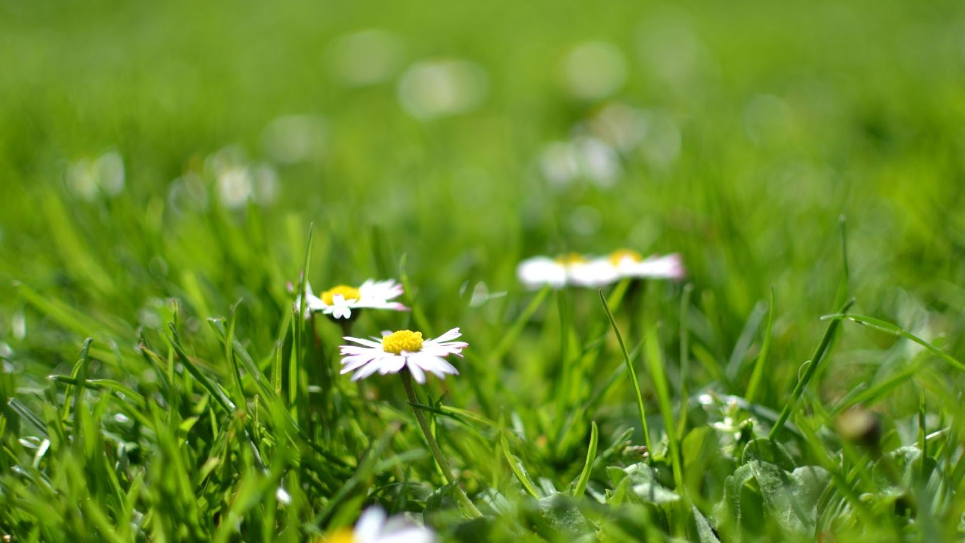 251-Billeder i mails og artikler (1920 × 1080px) - 2023-04-14T153815.280.jpg