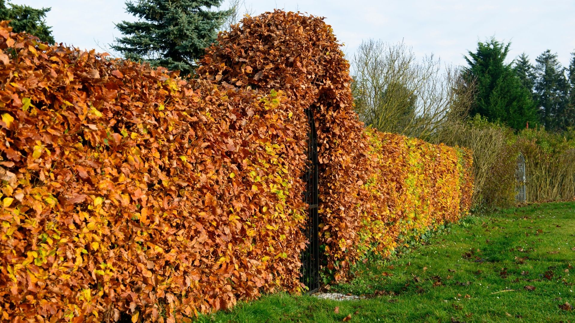 254-Billeder i mails og artikler (1920 × 1080px) (79).jpg