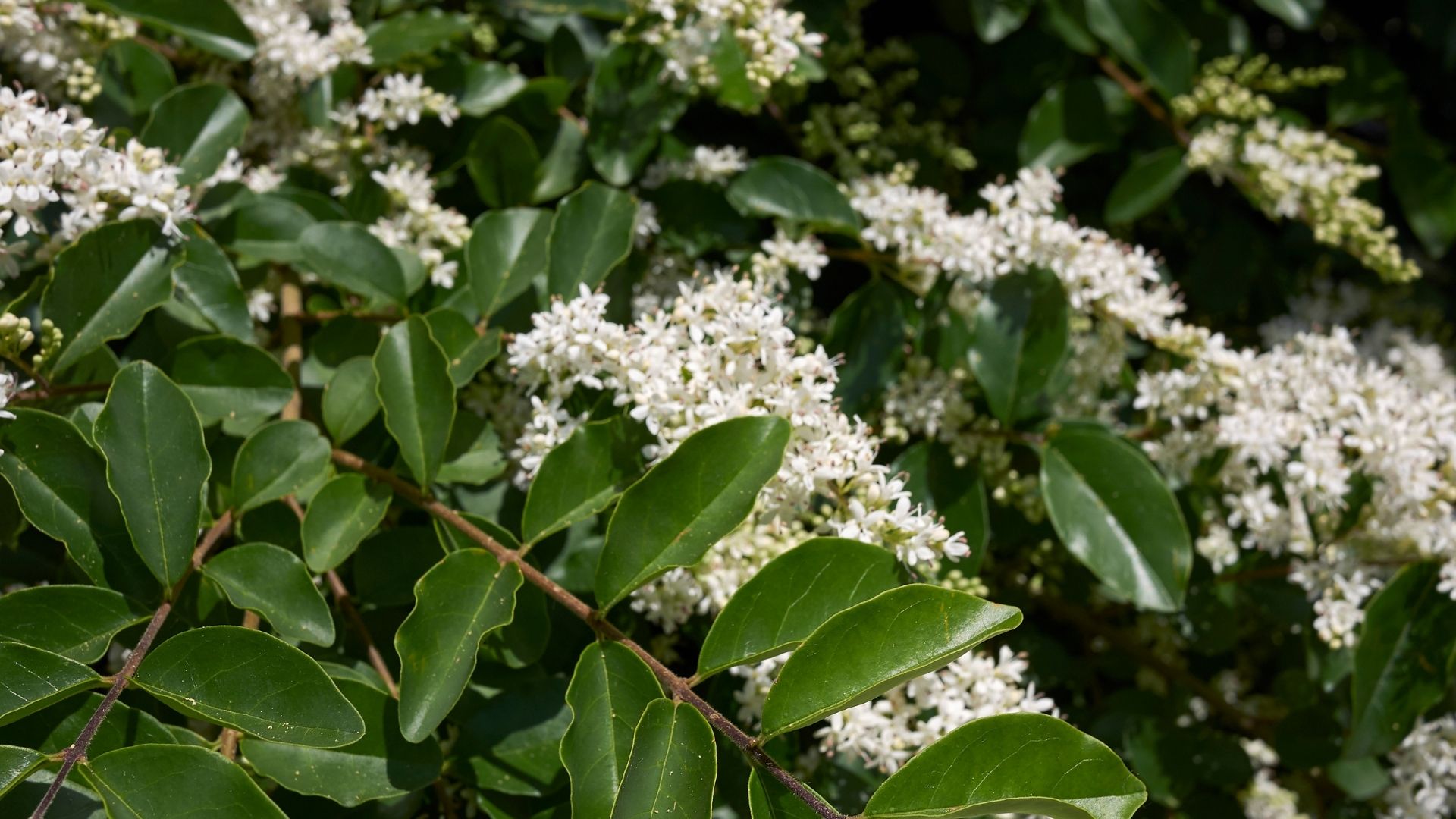 256-Billeder i mails og artikler (1920 × 1080px) (89).jpg