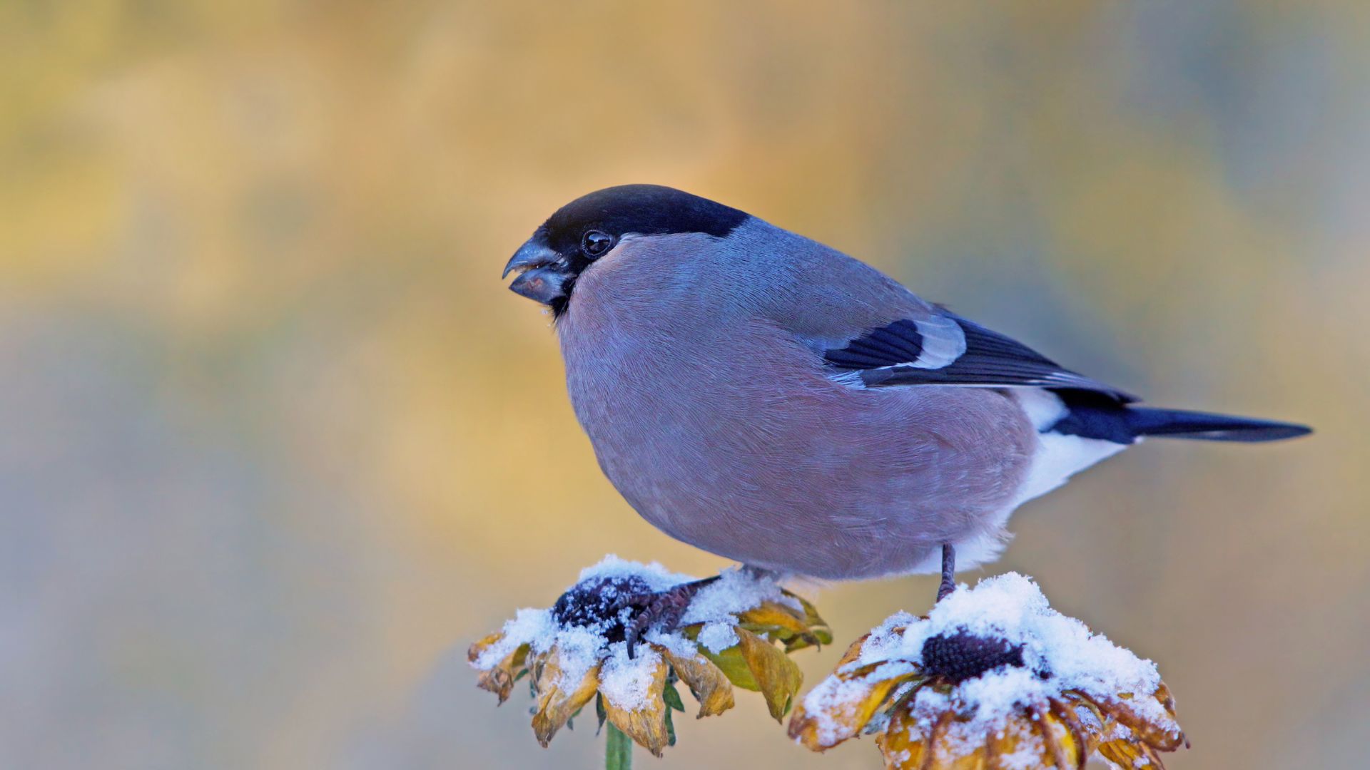 257-Billeder i mails og artikler (1920 × 1080px) (14).jpg