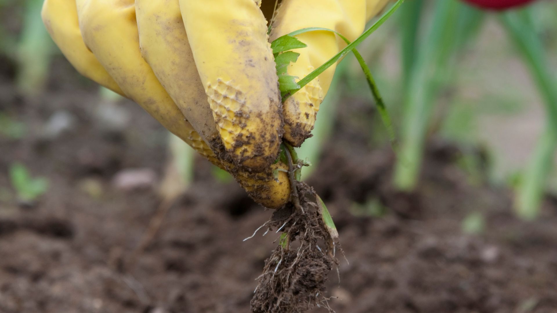 258-Billeder i mails og artikler (1920 × 1080px) (27).jpg