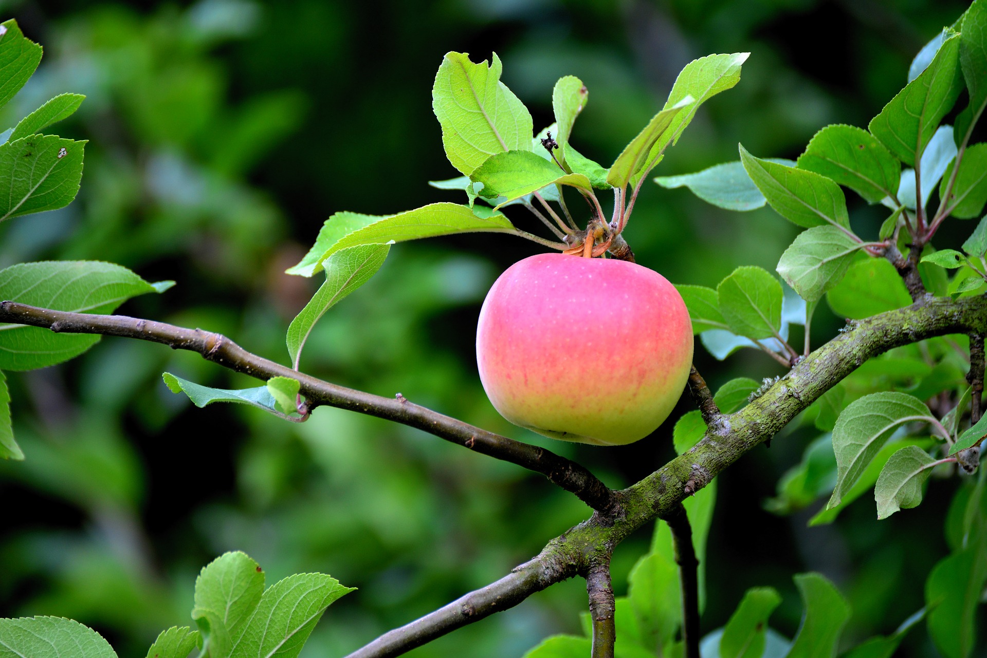 Hvad Kan Du Forvente Af Dit Nye Frugttrae Plantetorvet Dk