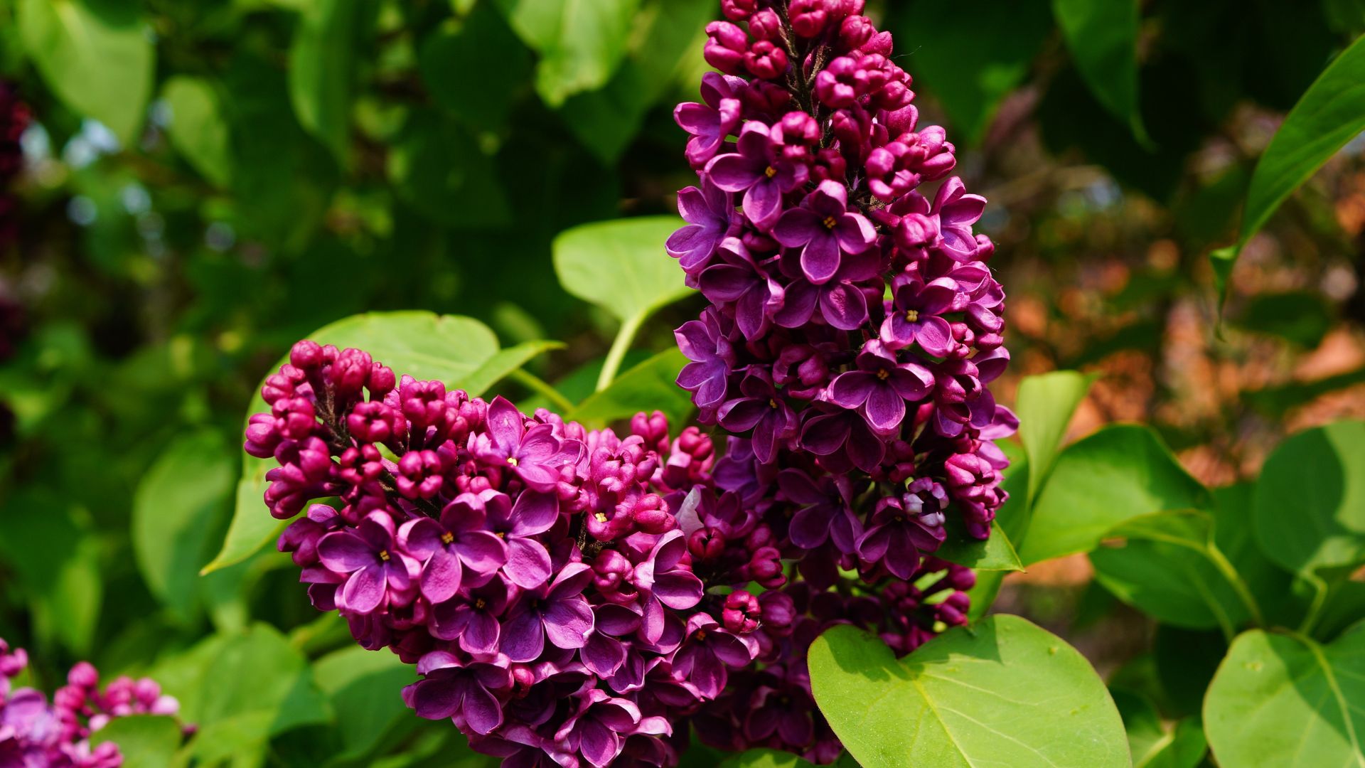 262-Billeder i mails og artikler (1920 × 1080px) - 2024-01-04T111835.897.jpg