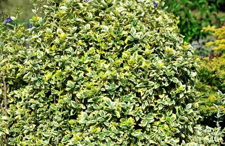 270-Benved_gold _groen_gul_plante (1).jpg