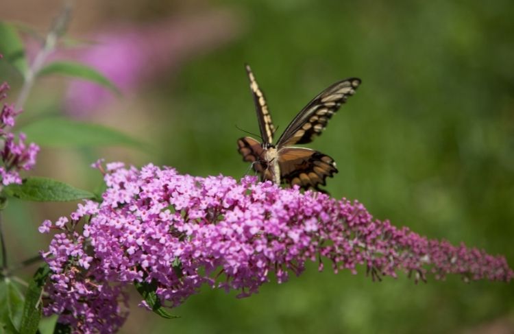 Plantning og pasning af sommerfuglebusk