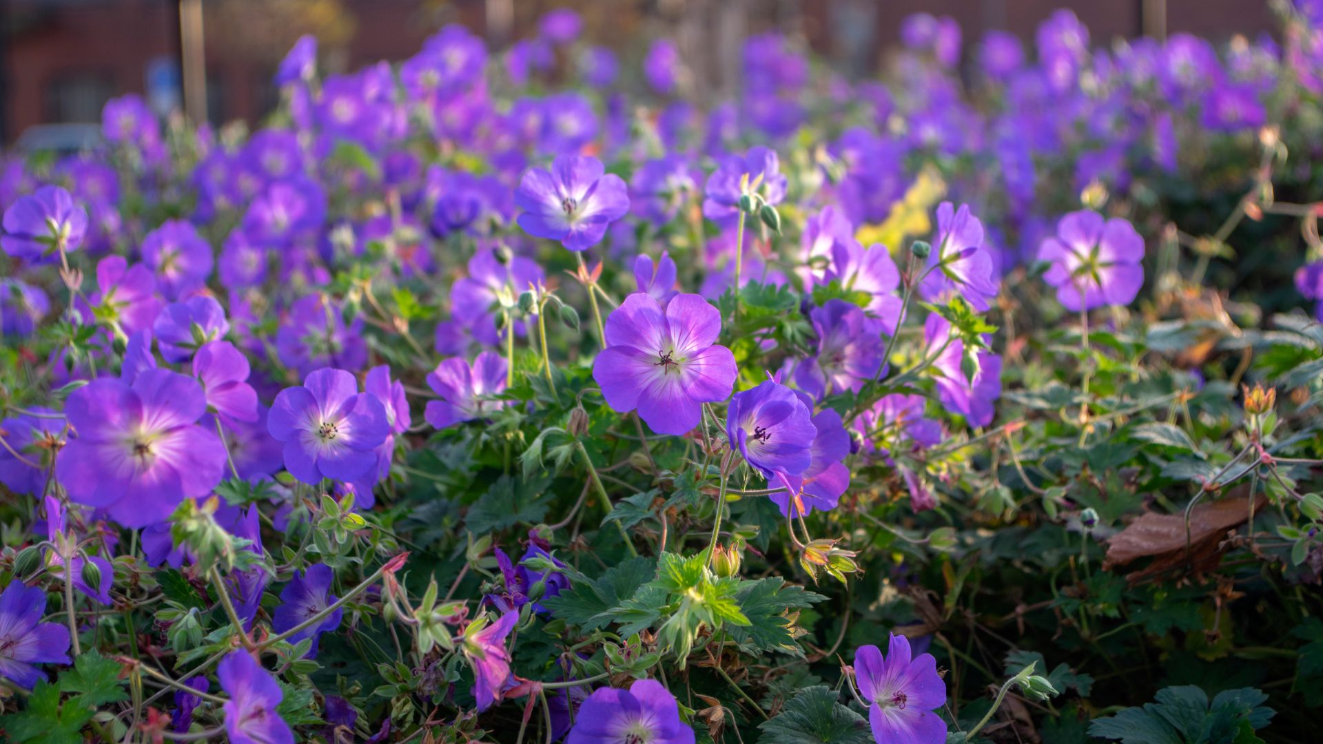 278-Billeder i mails og artikler (1920 × 1080px) - 2023-07-27T114956.662.jpg