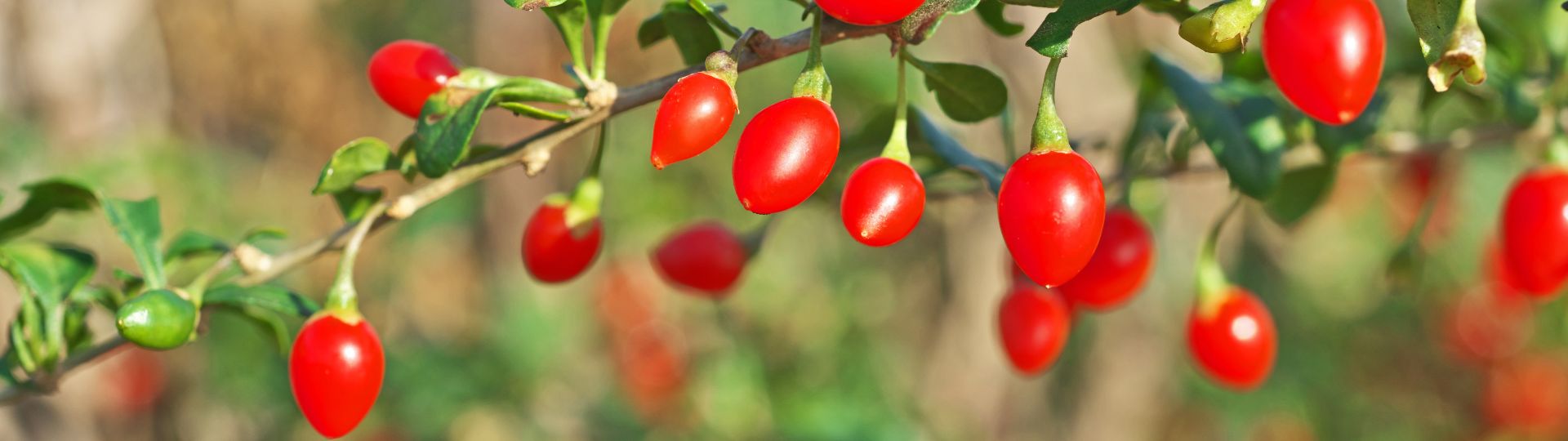 279-til lister (1920 × 540px) (83).jpg