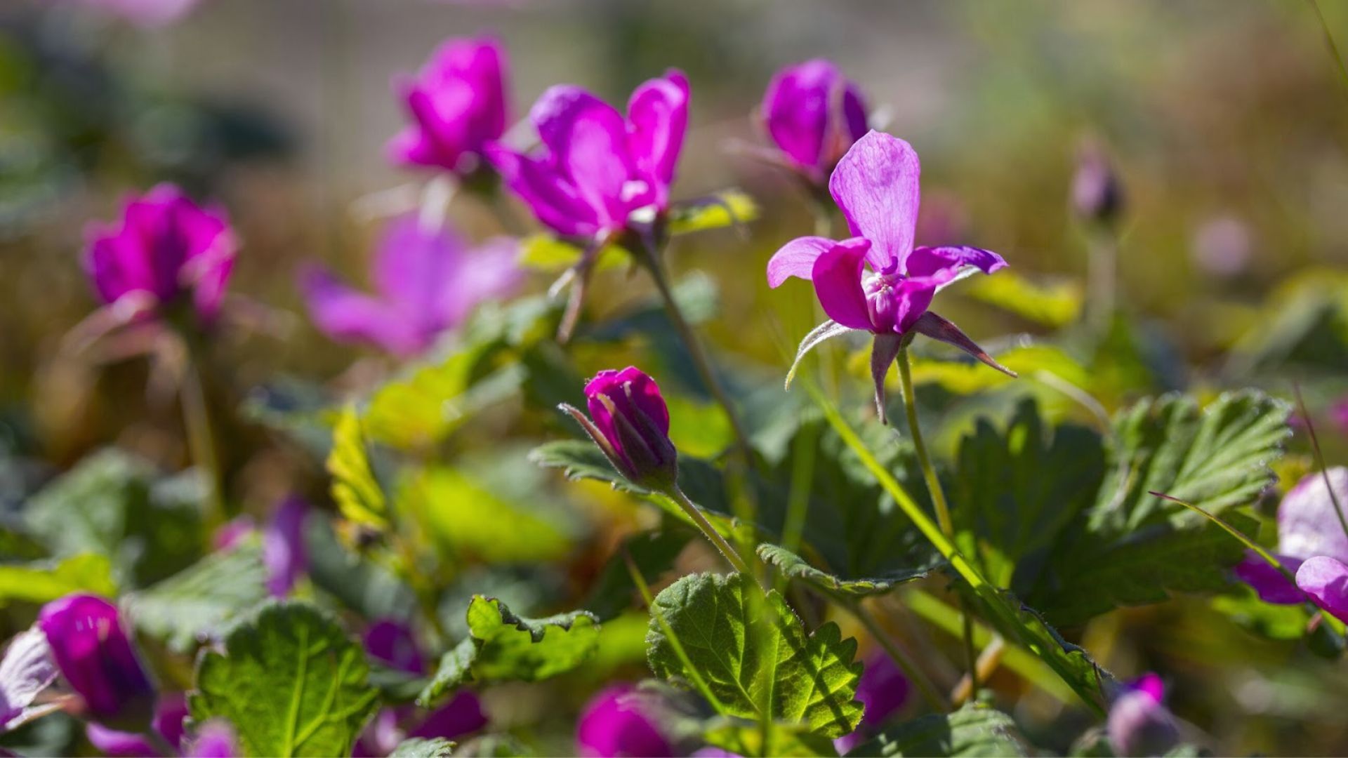 280-Billeder i mails og artikler (1920 × 1080px) (9).jpg