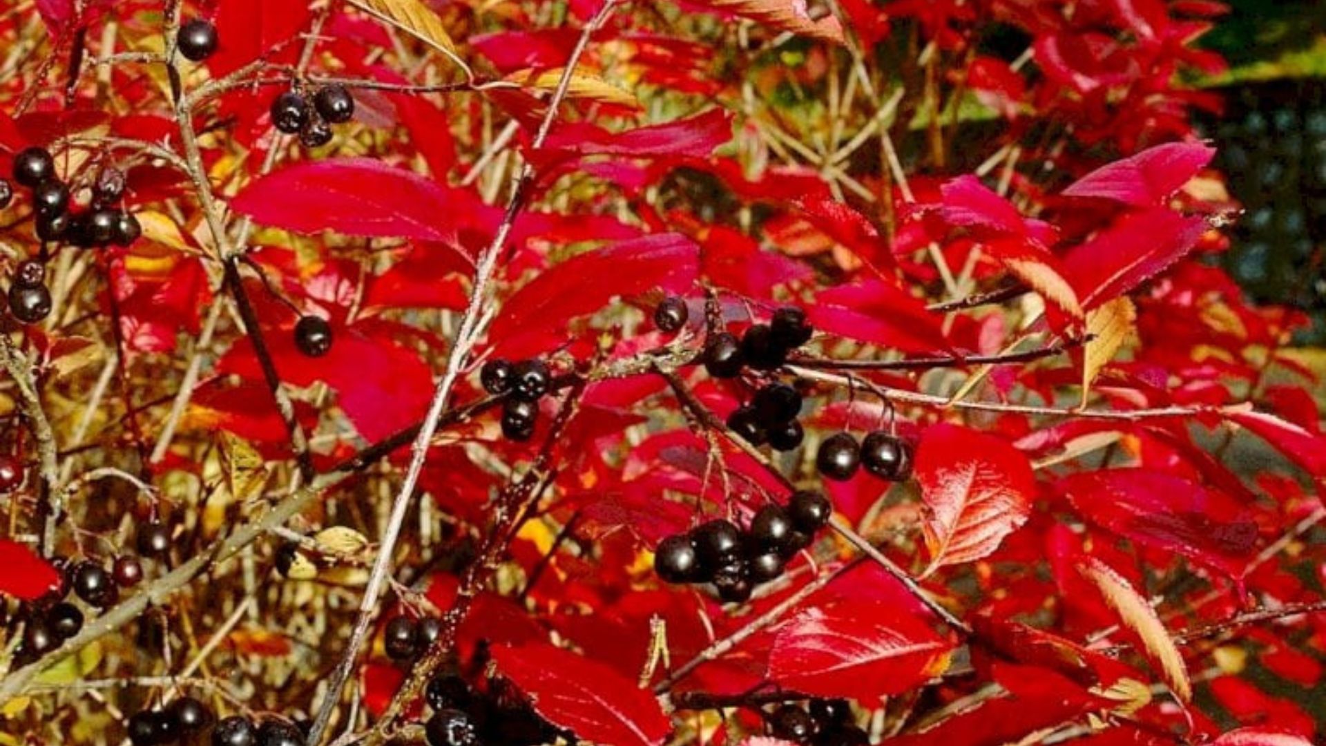 287-Billeder i mails og artikler (1920 × 1080px) - 2023-07-17T095506.684.jpg