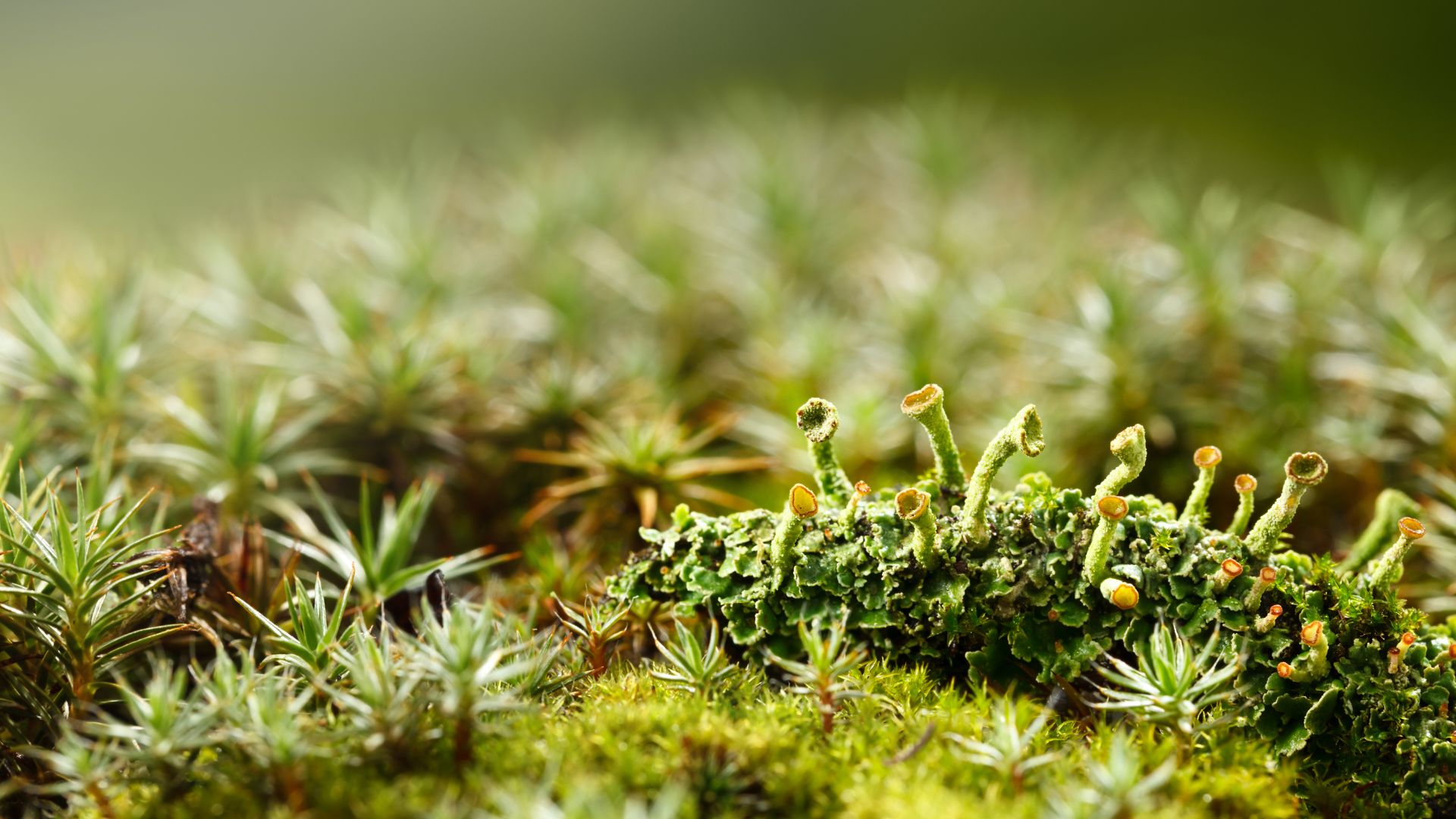 290-Billeder i mails og artikler (1920 × 1080px) (38).jpg