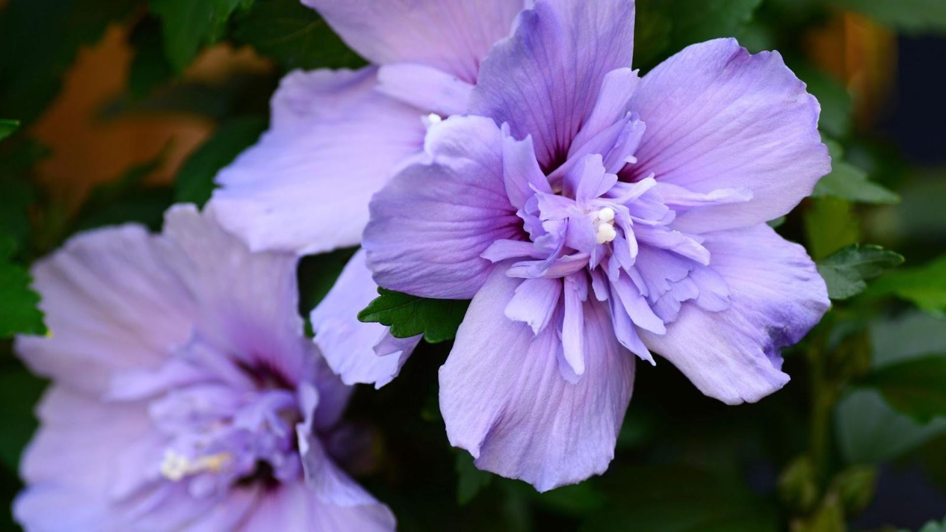 292-Billeder i mails og artikler (1920 × 1080px) - 2023-07-18T110417.408.jpg