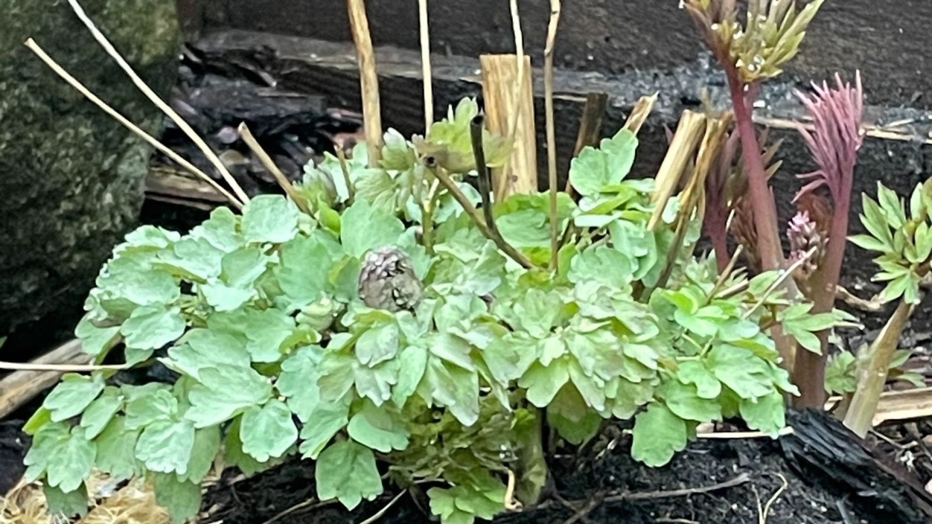 293-Billeder i mails og artikler (1920 × 1080px) - 2023-04-14T153612.040.jpg