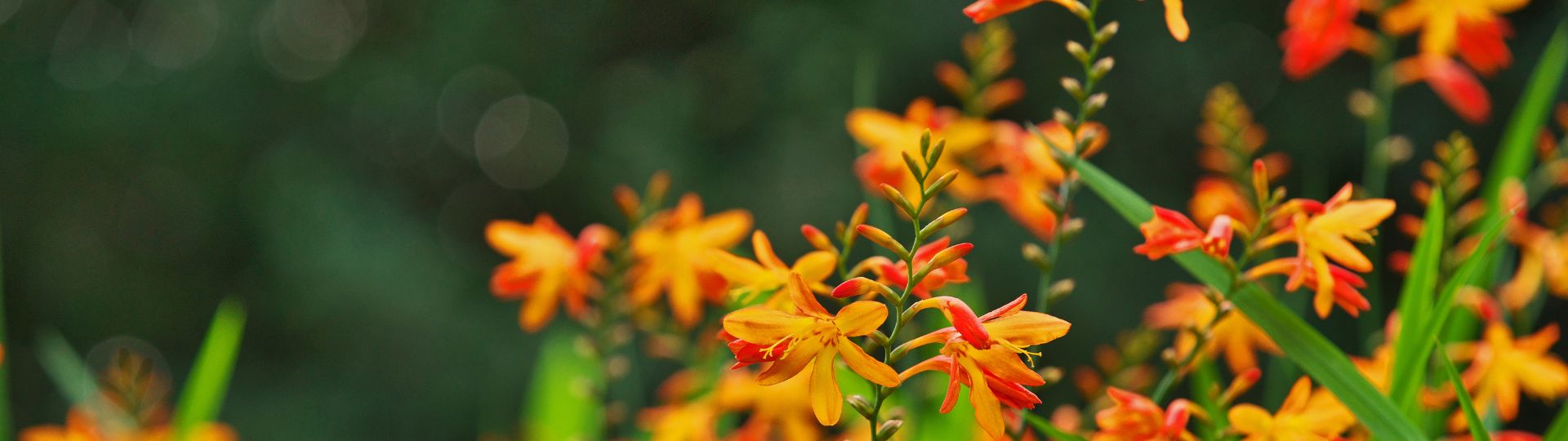 293-til lister (1920 × 540px) (7).jpg