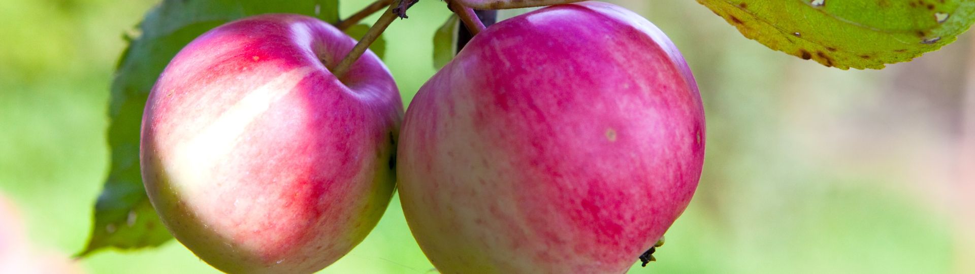 293-til lister (1920 × 540px) (94).jpg