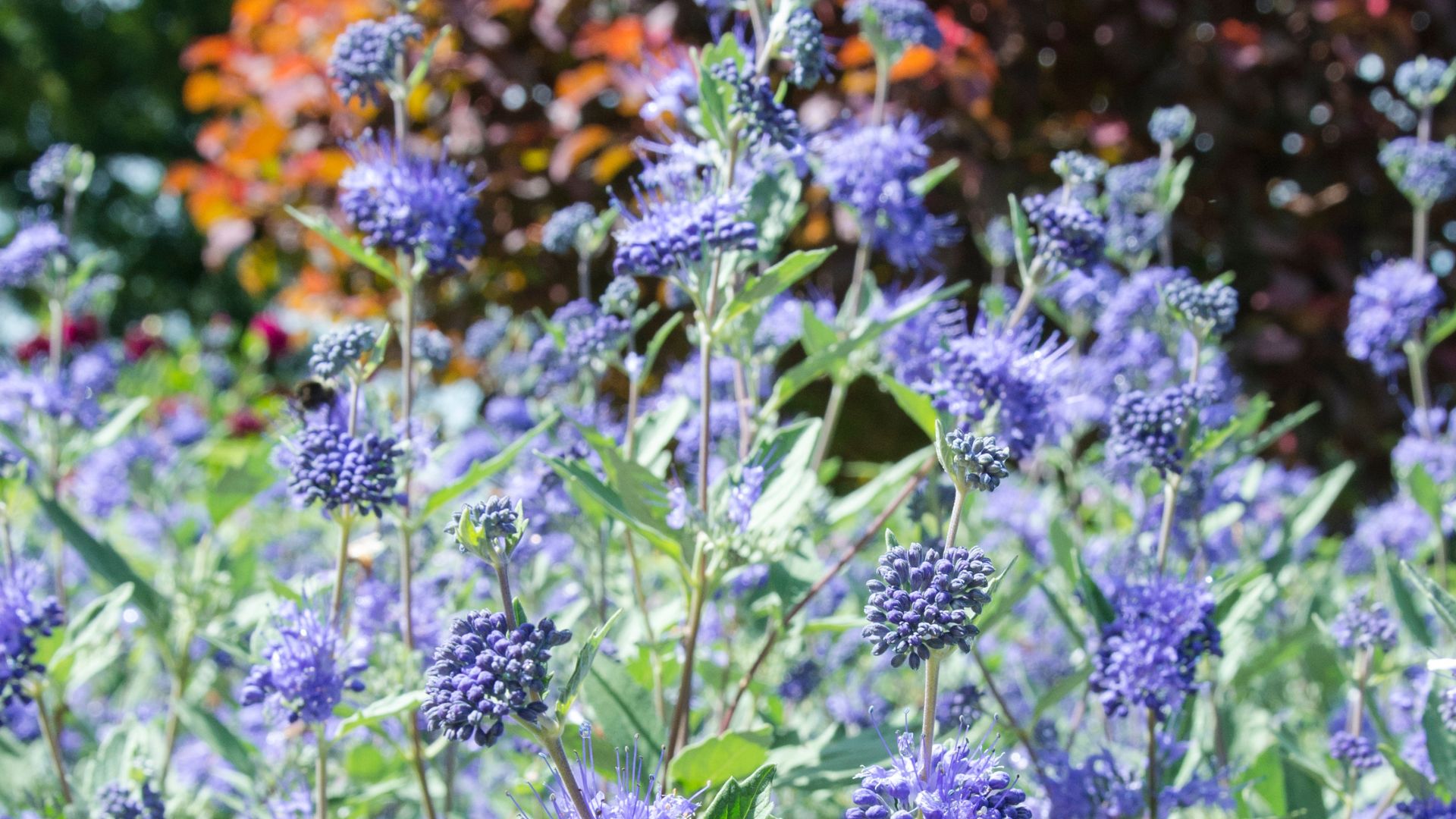 294-Billeder i mails og artikler (1920 × 1080px) (6).jpg