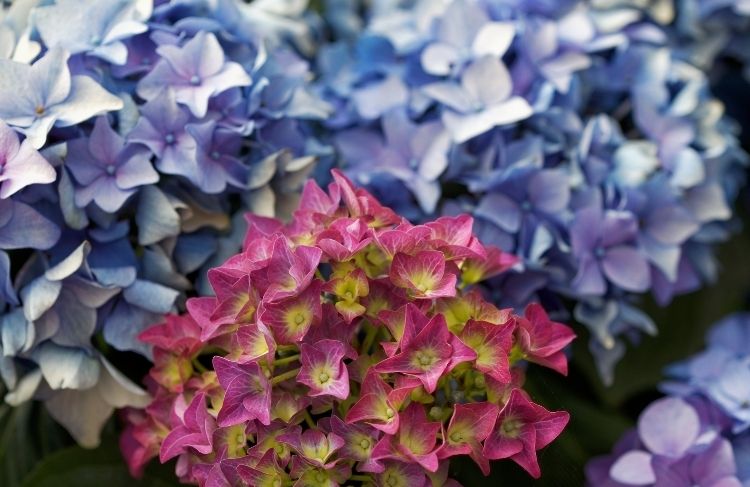 Hortensia og jordens betydning for blomsternes farve