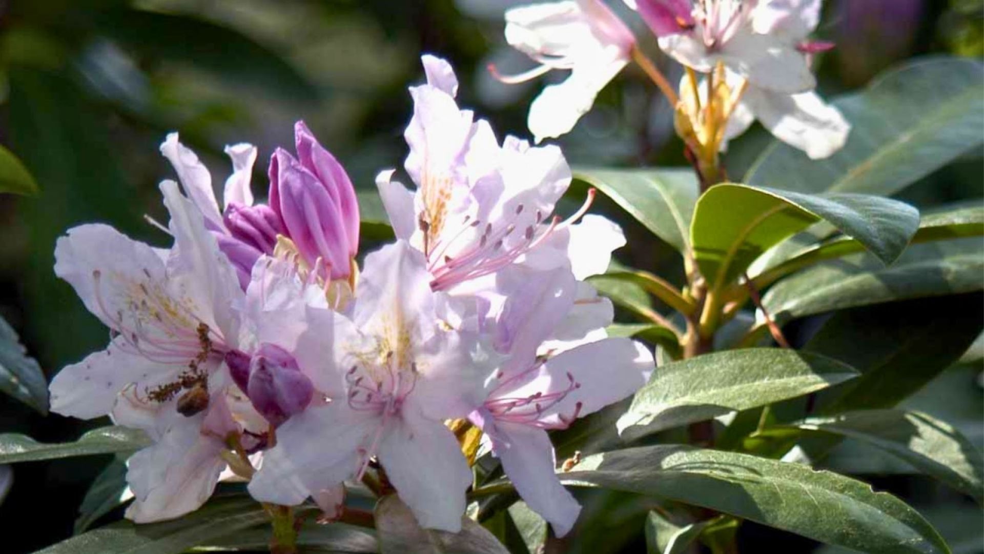 297-Billeder i mails og artikler (1920 × 1080px) (10).jpg