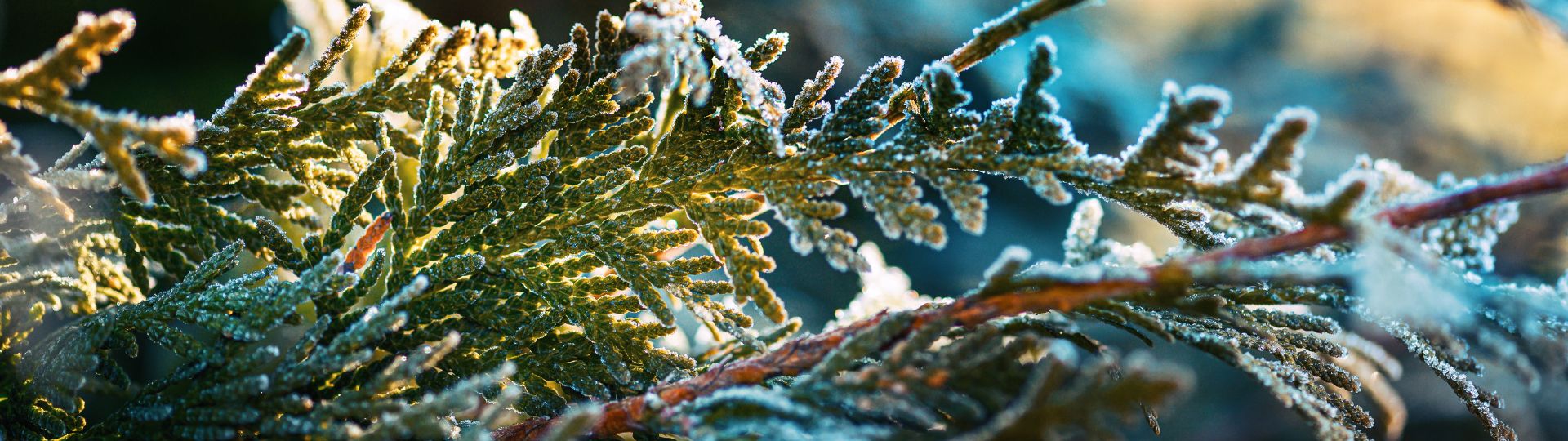 298-til lister (1920 × 540px) (93).jpg