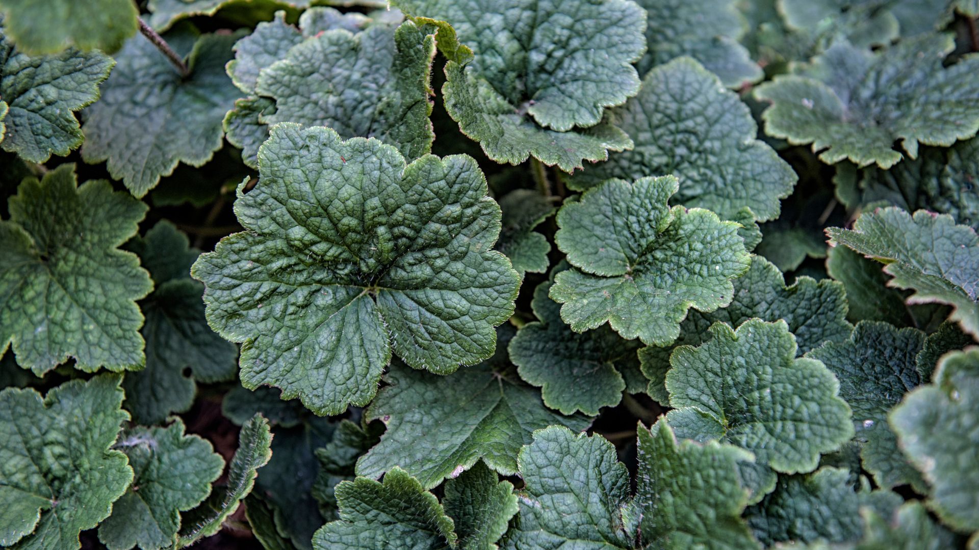 304-Billeder i mails og artikler (1920 × 1080px) - 2023-10-26T120821.028.jpg