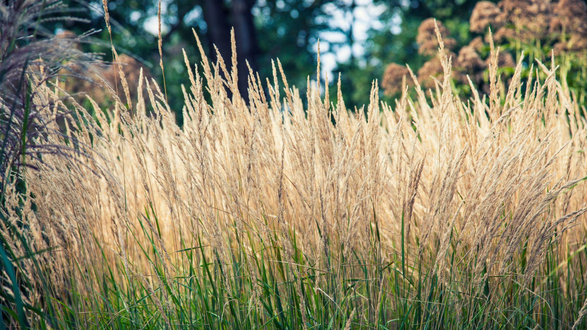 307-Billeder i mails og artikler (1920 × 1080px) (60).jpg