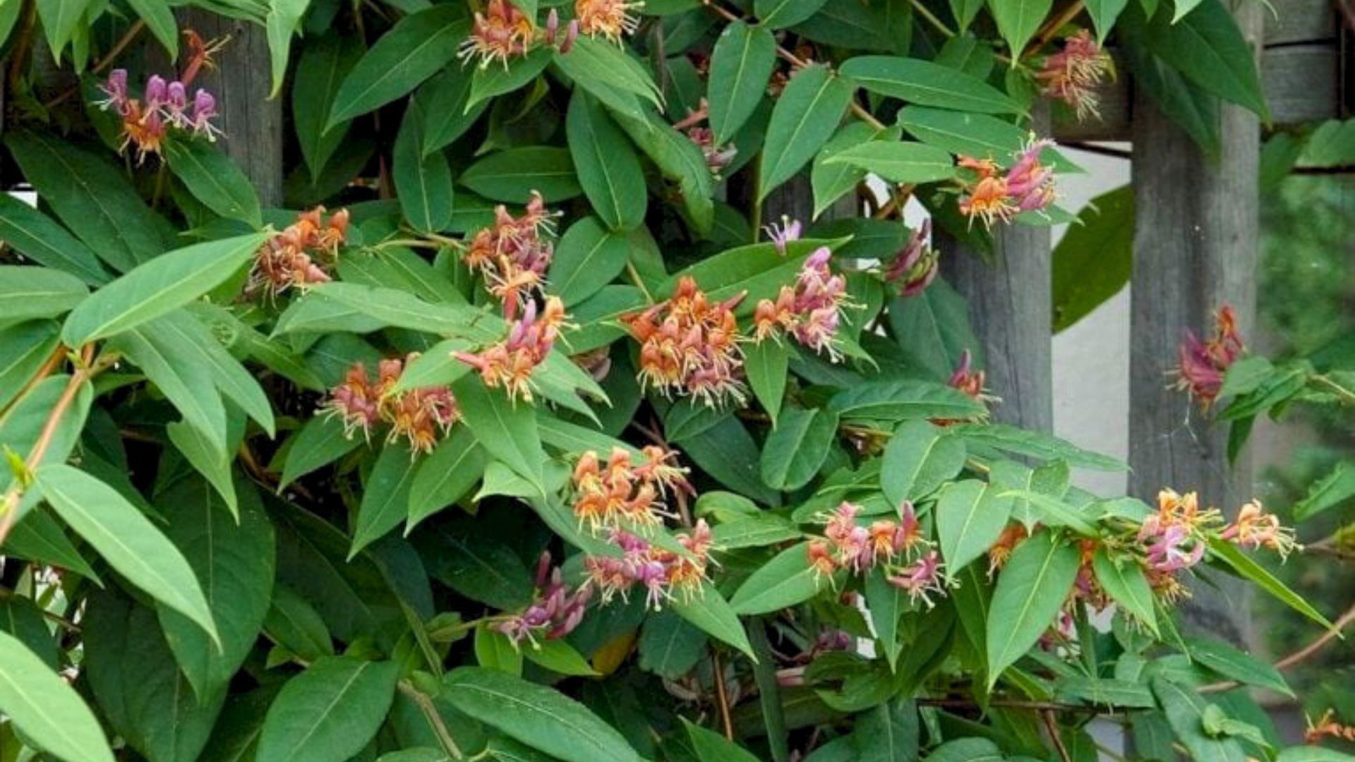 310-Billeder i mails og artikler (1920 × 1080px) (66).jpg