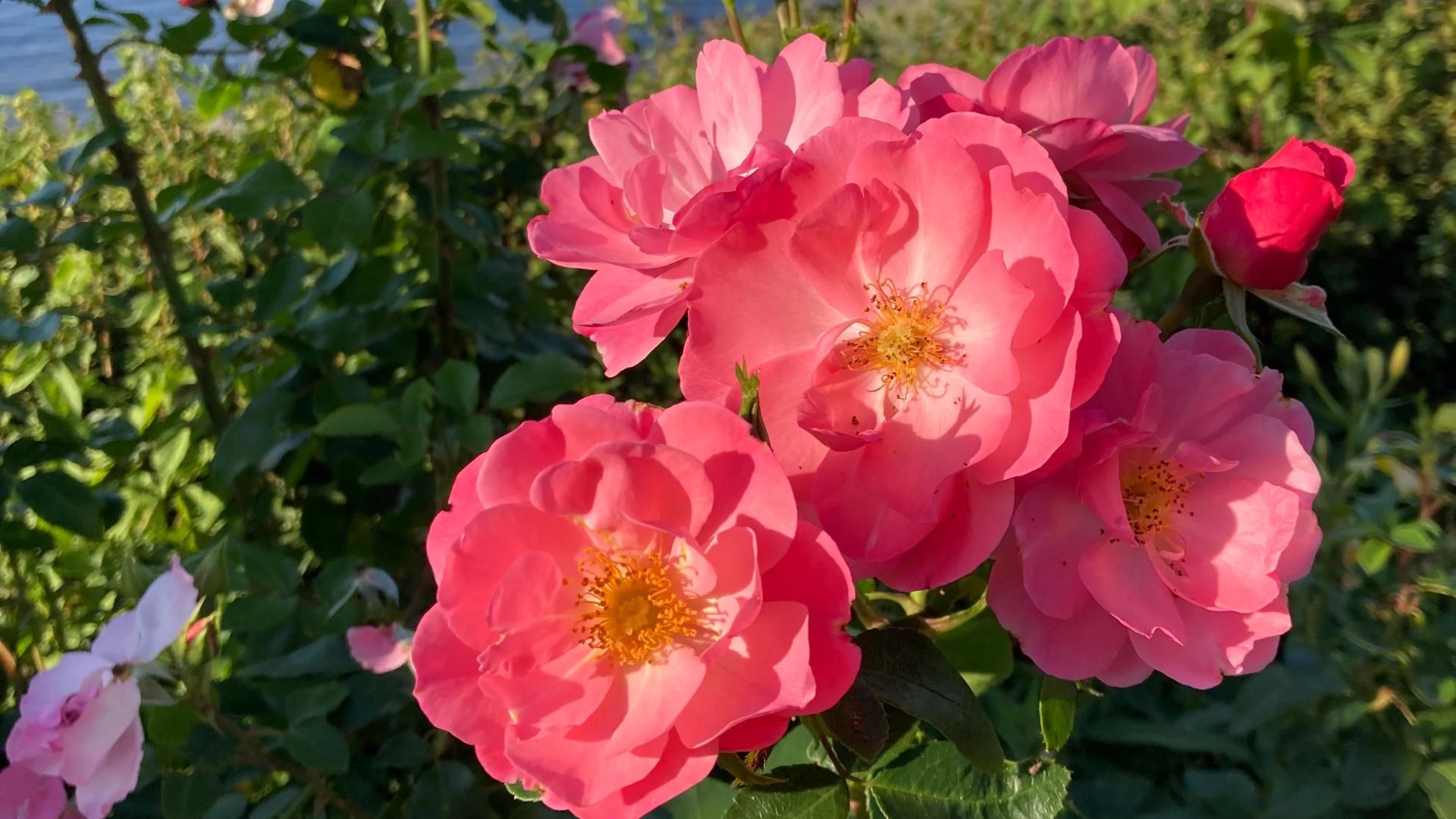 312-Billeder i mails og artikler (1920 × 1080px) - 2023-07-26T104737.649.jpg