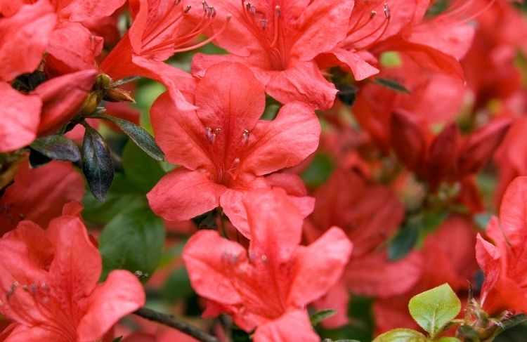 313-Rhododendron_Azalea _roed (1).jpg