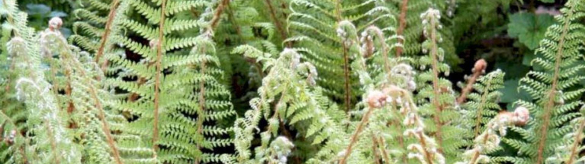 314-til lister (1920 × 540px) (28).jpg