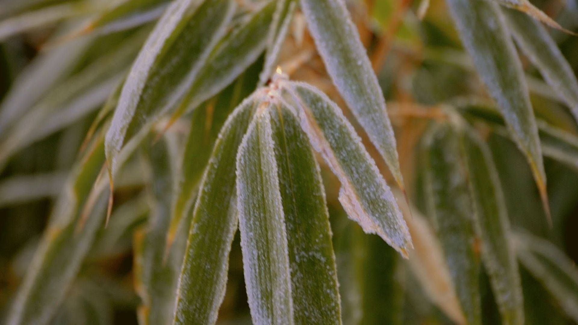 324-Billeder i mails og artikler (1920 × 1080px) (2).jpg