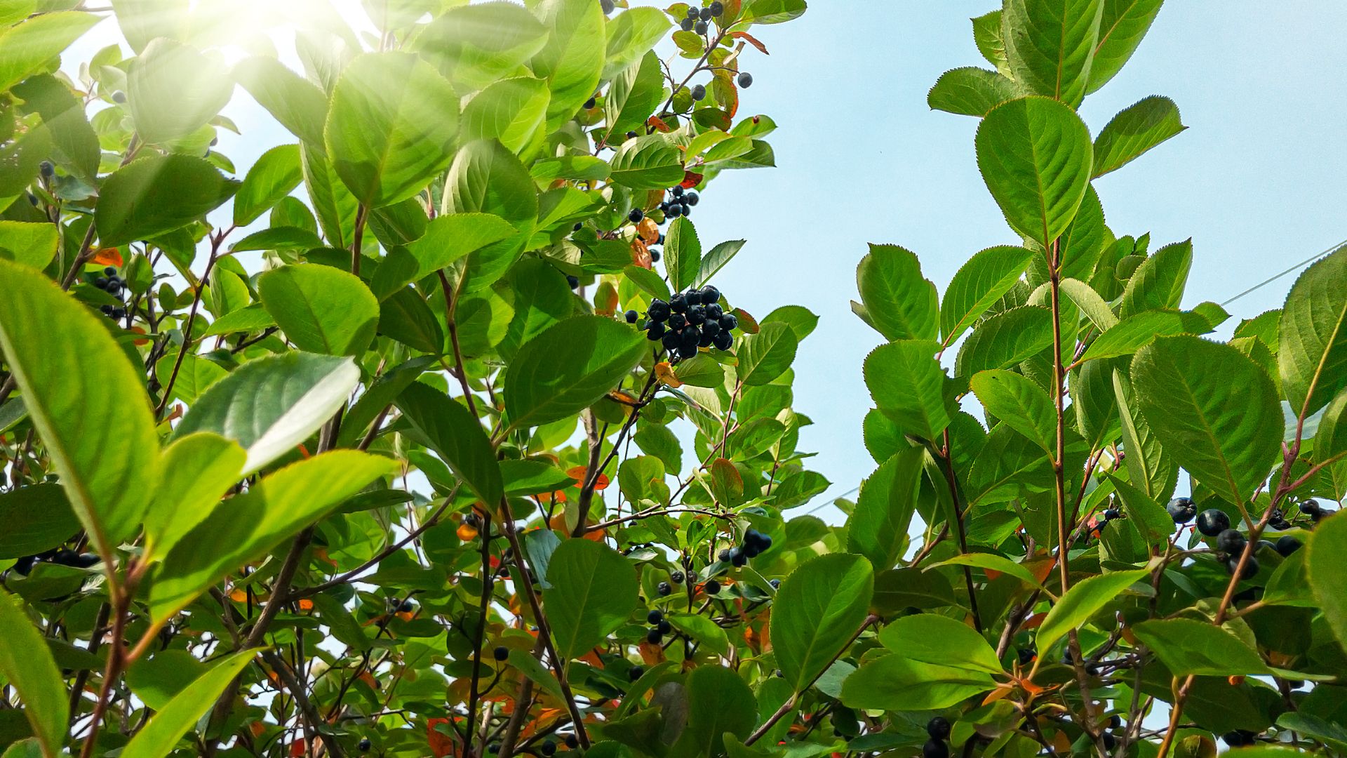 324-Billeder i mails og artikler (1920 × 1080px) - 2023-07-17T104936.153.jpg