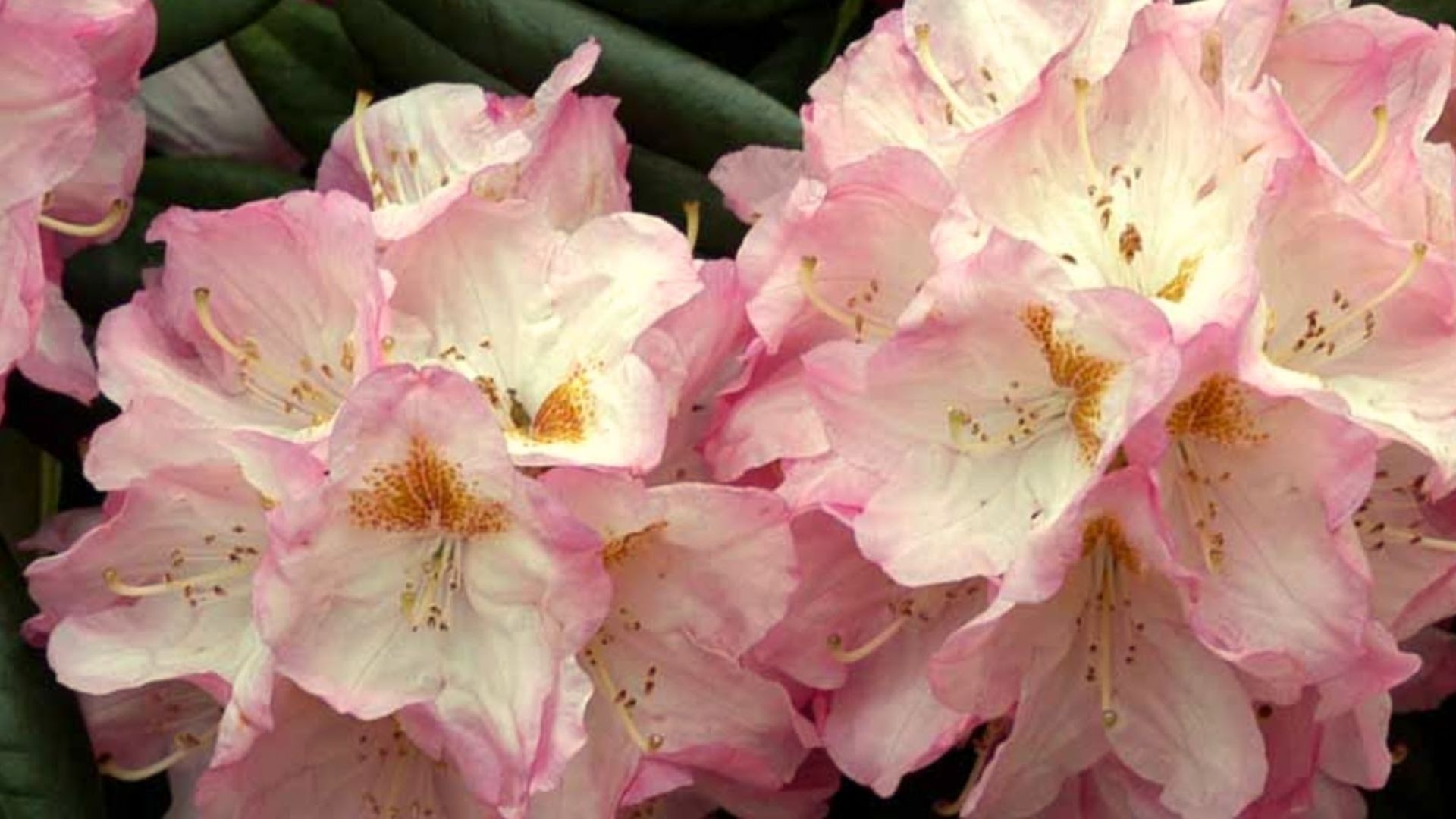 336-Billeder i mails og artikler (1920 × 1080px) (4).jpg