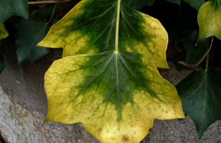 336-forside til haveguides (740 × 480px) (3).jpg