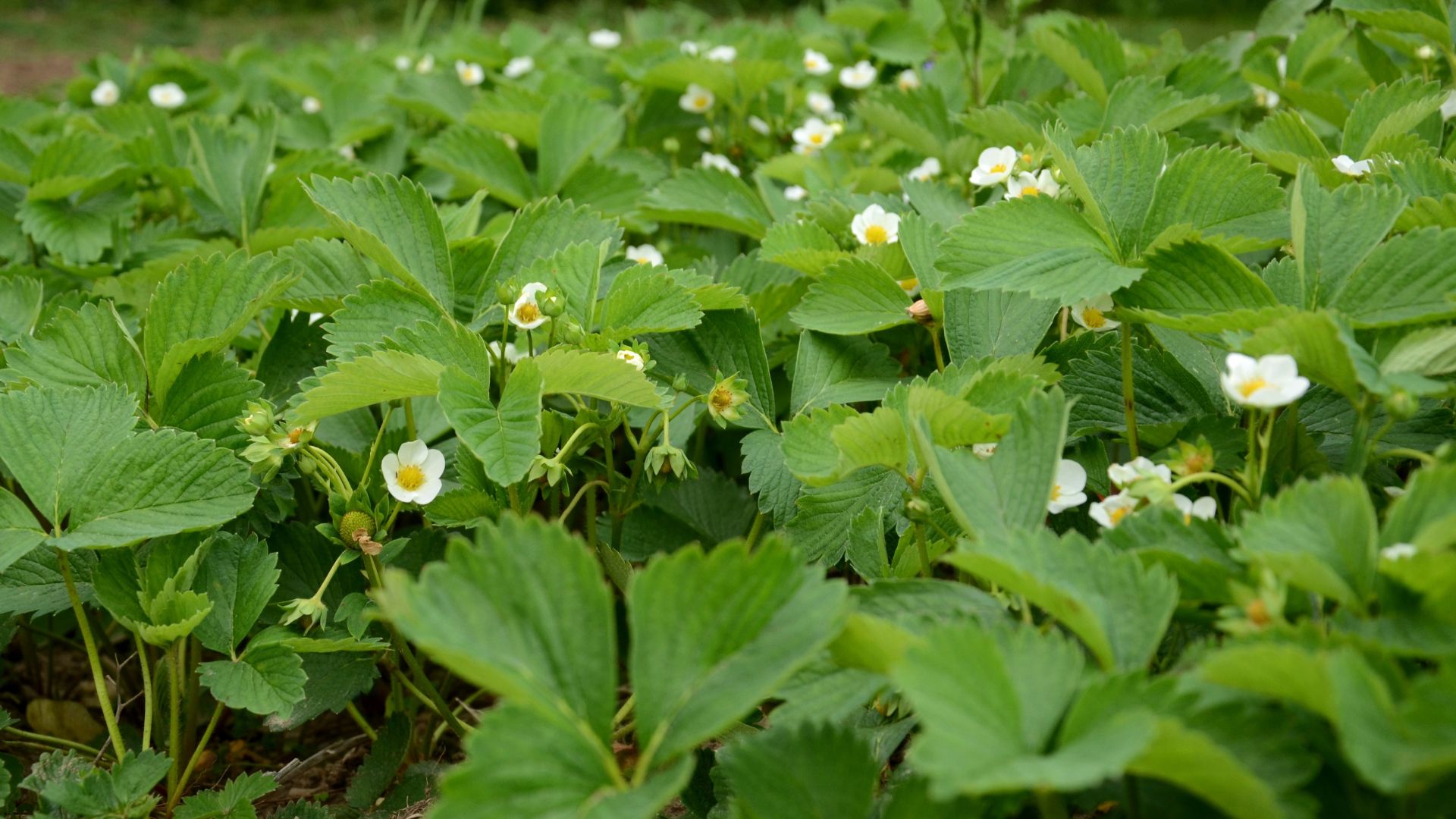 338-Billeder i mails og artikler (1920 × 1080px) (30).jpg