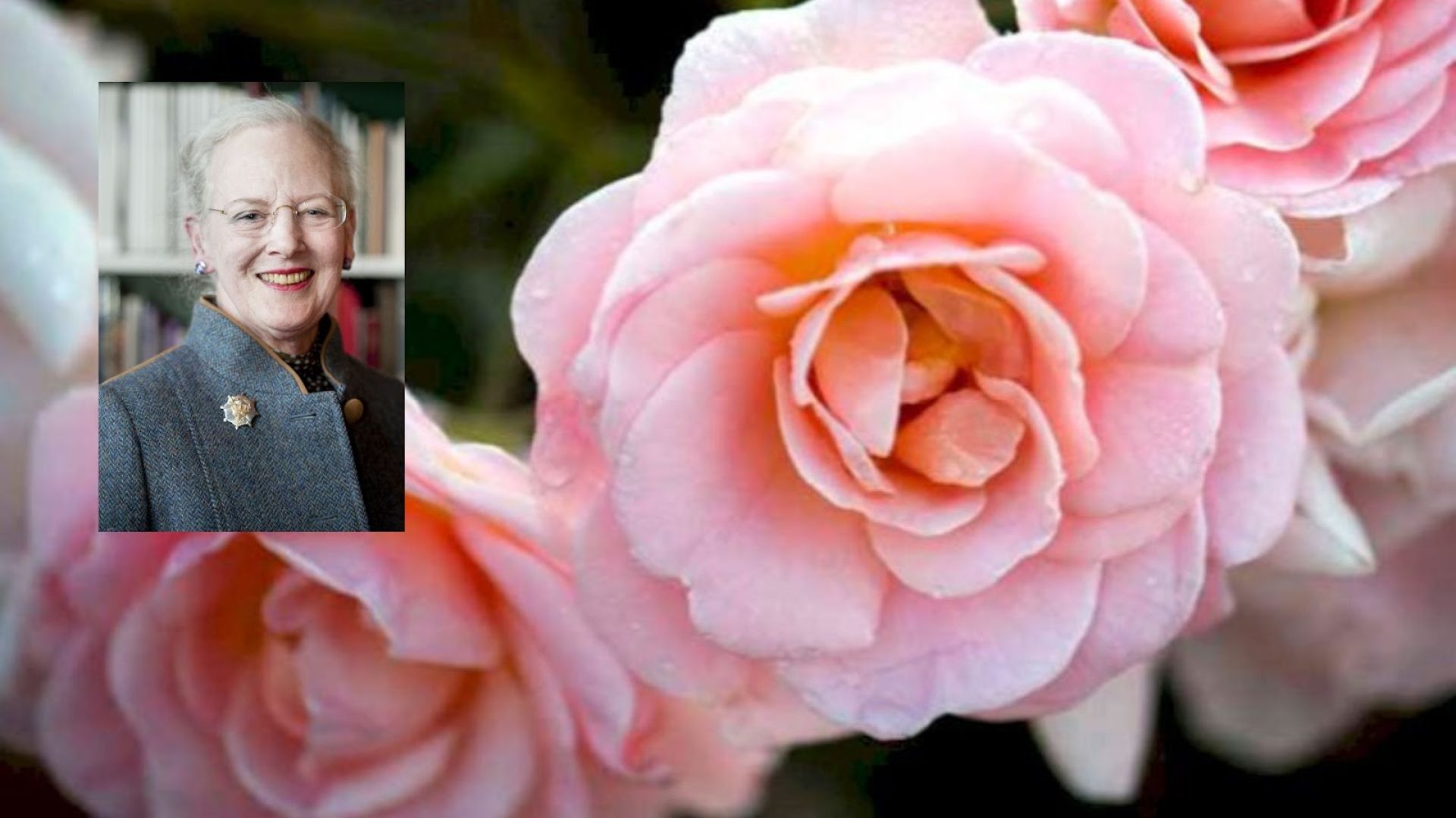 20 berømte roser opkaldt efter kendte - Plantetorvet.dk