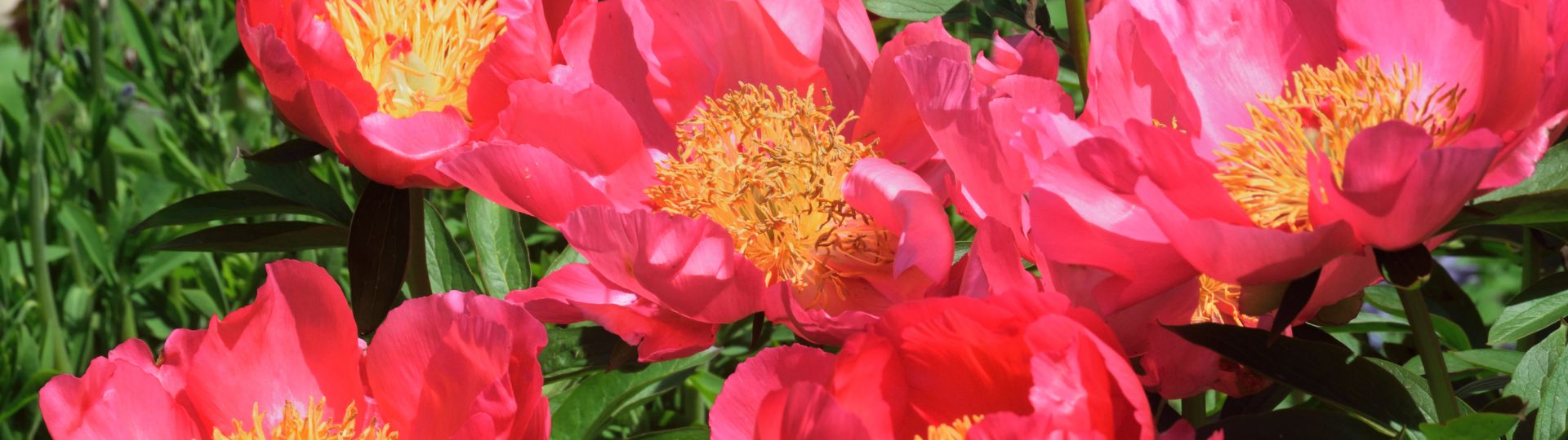 342-til lister (1920 × 540px) (19).jpg