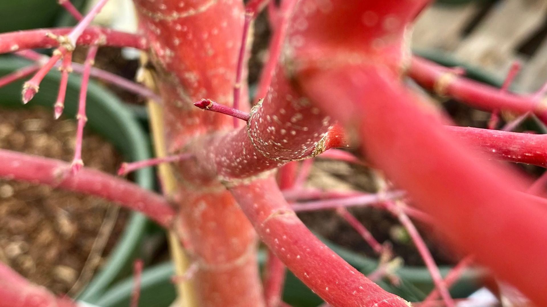 343-Billeder i mails og artikler (1920 × 1080px) (38).jpg