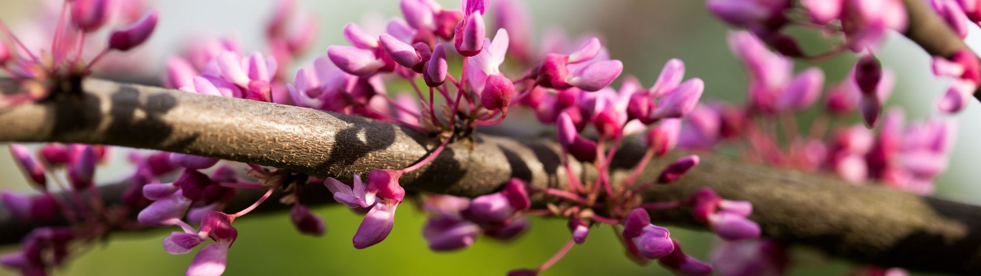 343-til lister (1920 × 540px) (3).jpg