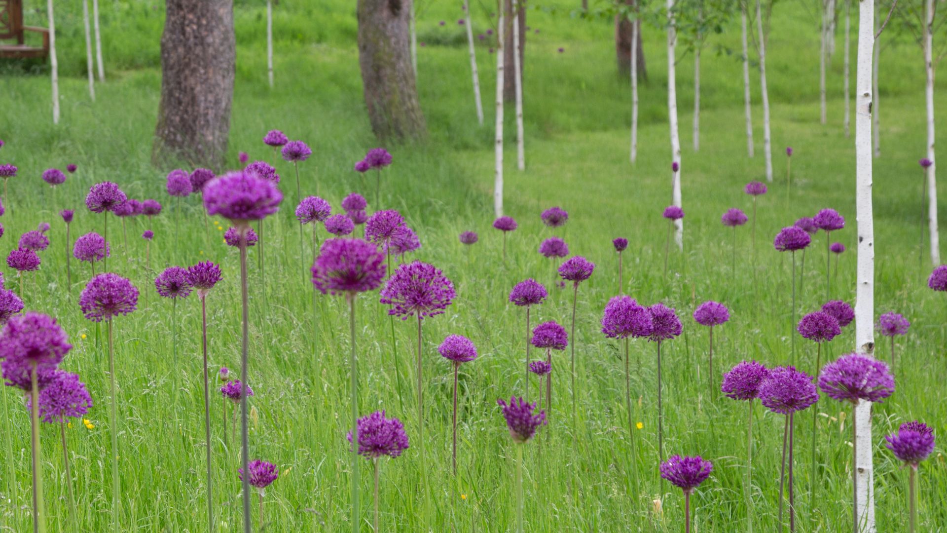 351-Billeder i mails og artikler (1920 × 1080px) (90).jpg