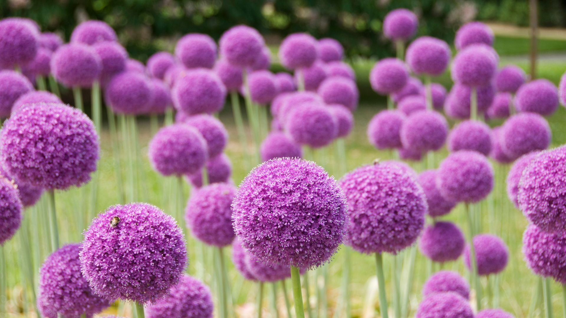 352-Billeder i mails og artikler (1920 × 1080px) (86).jpg