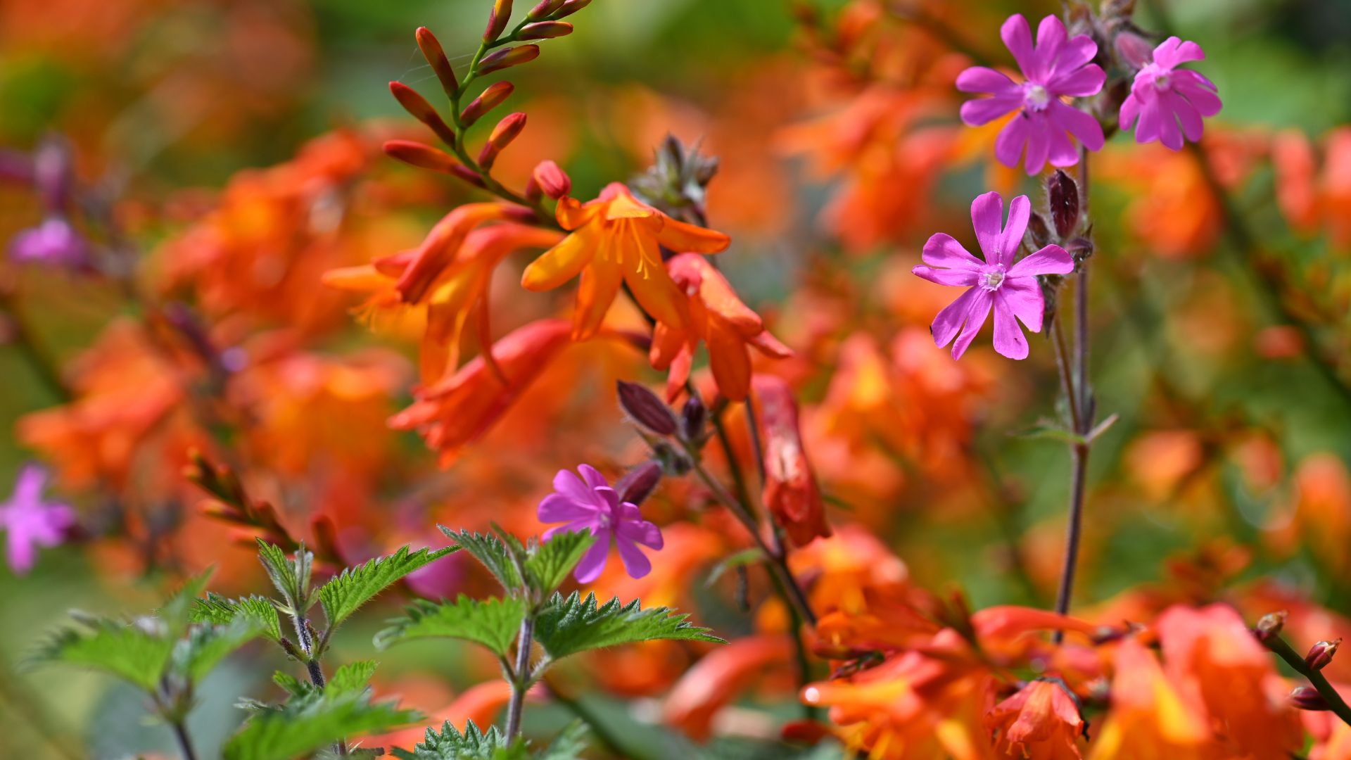 354-Billeder i mails og artikler (1920 × 1080px) - 2023-07-10T151858.972.jpg