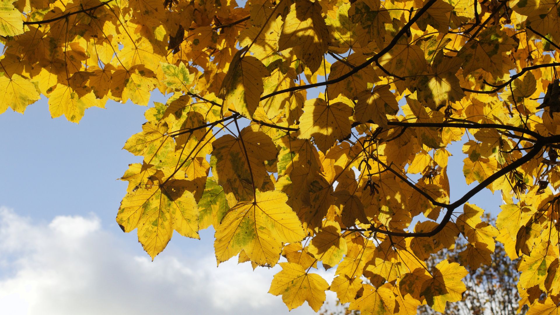 355-Billeder i mails og artikler (1920 × 1080px) (18).jpg