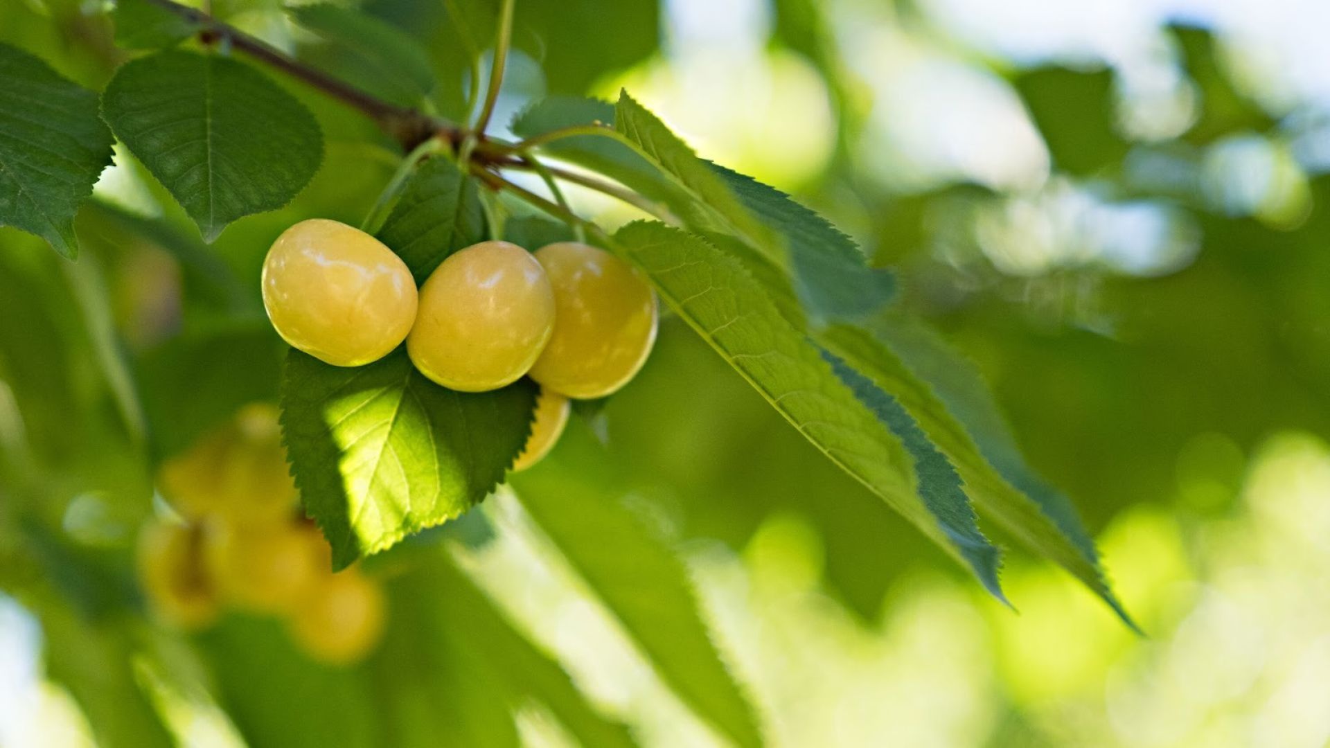 357-Billeder i mails og artikler (1920 × 1080px) (5).jpg