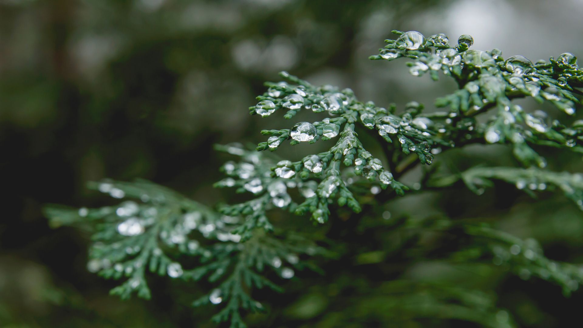 36-Billeder i mails og artikler (1920 × 1080px) (17).jpg