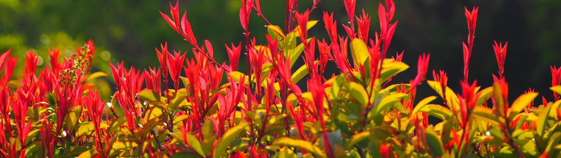 370-til lister (1920 × 540px) (17).jpg