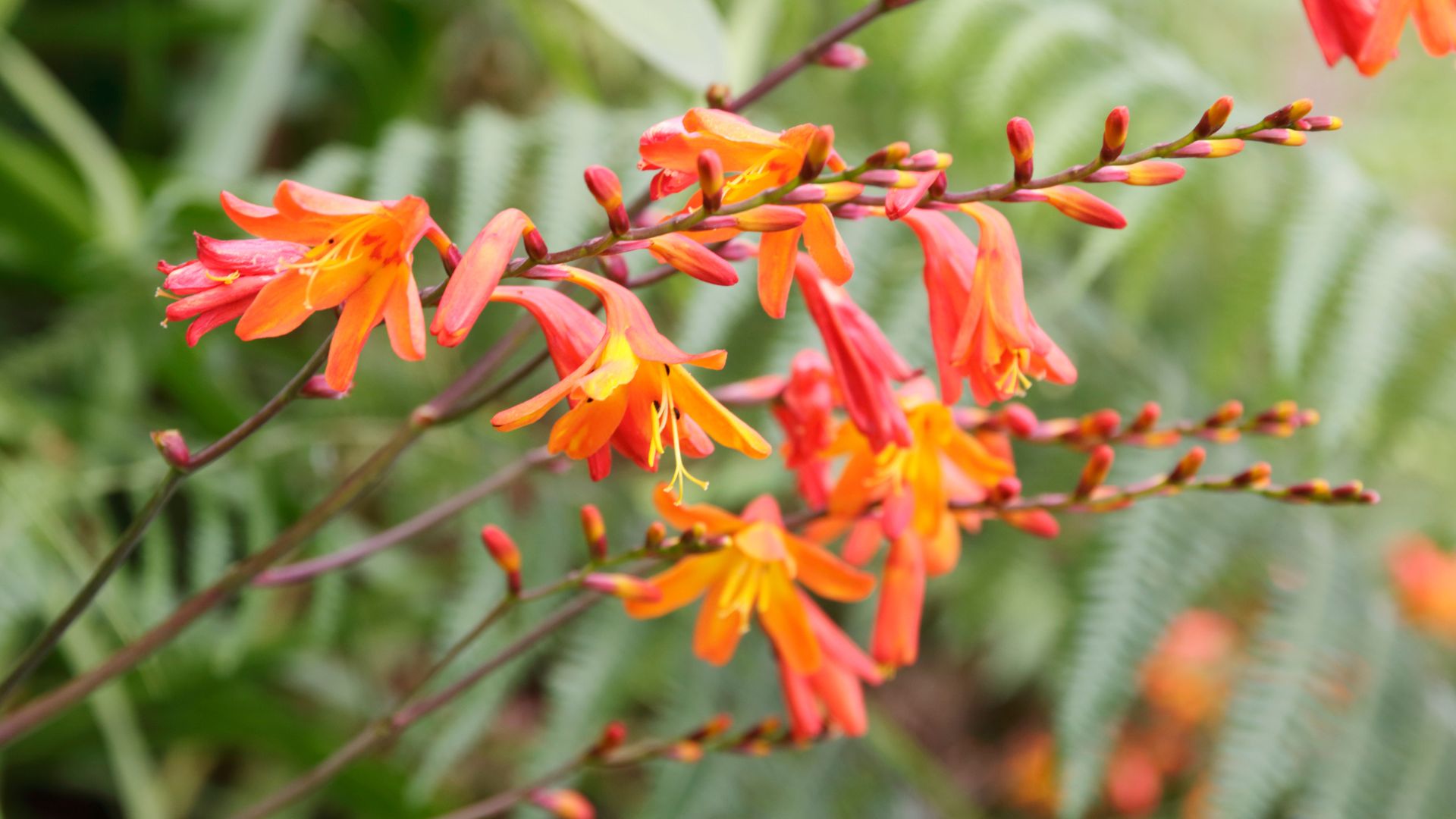 38-Billeder i mails og artikler (1920 × 1080px) (62).jpg