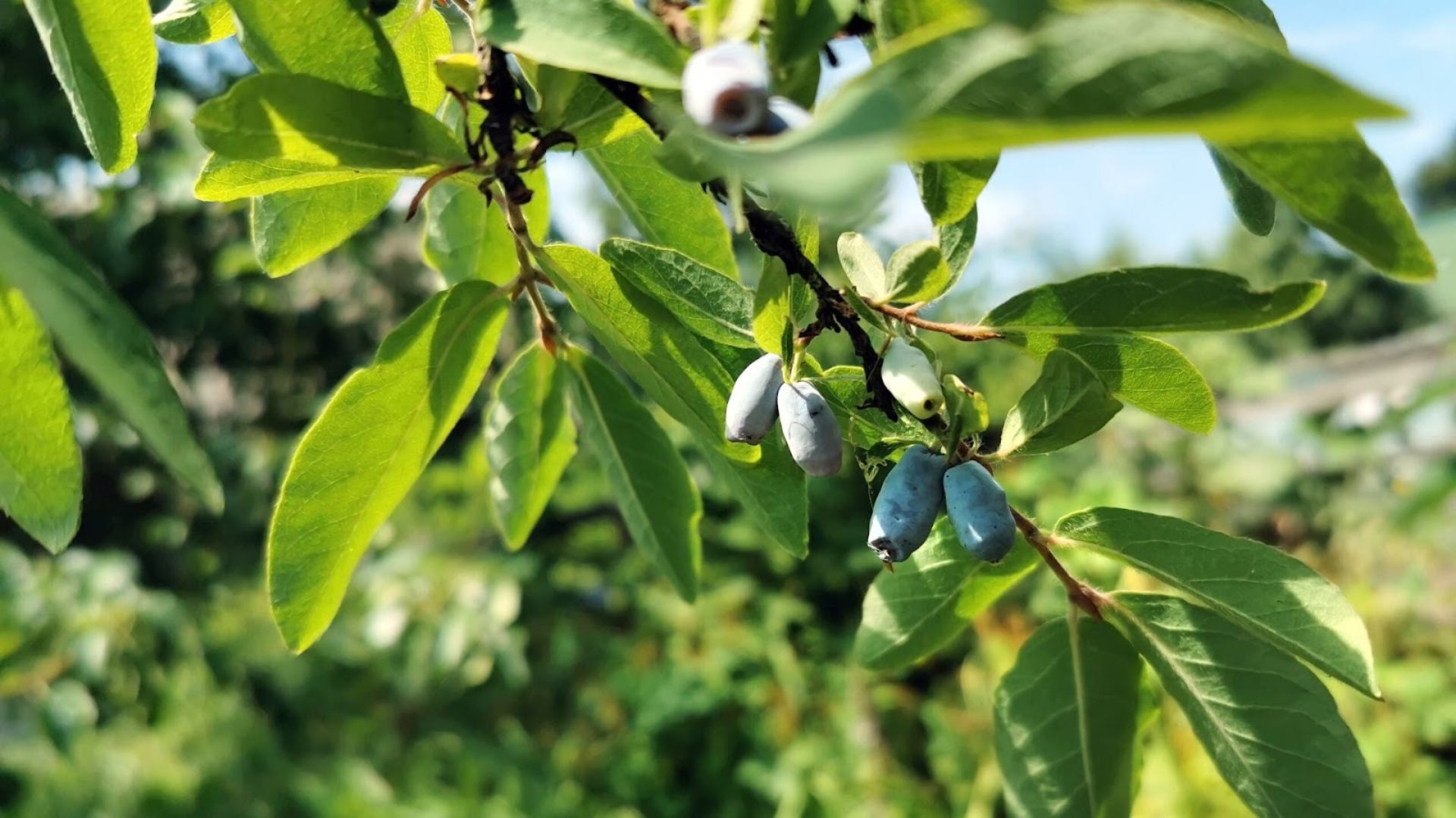 380-Billeder i mails og artikler (1920 × 1080px) (14).jpg