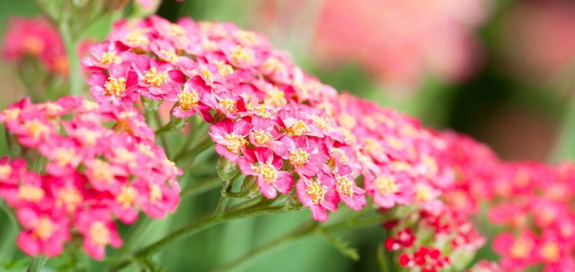 Fantastiske stauder - vores top 20 stauder til haven! ? - Plantetorvet.dk